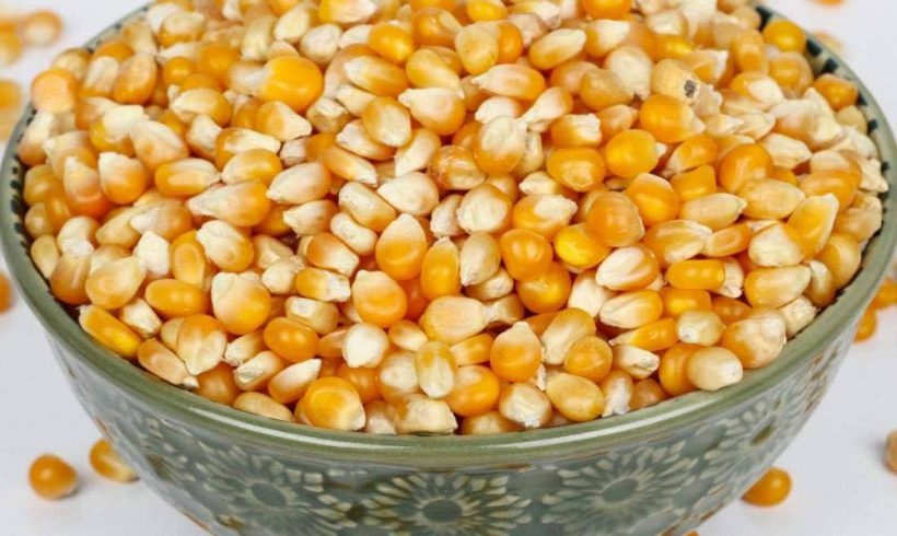 Maize Seeds