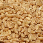 Wheat Seeds